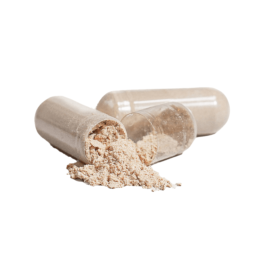 Lion's Mane Focus
