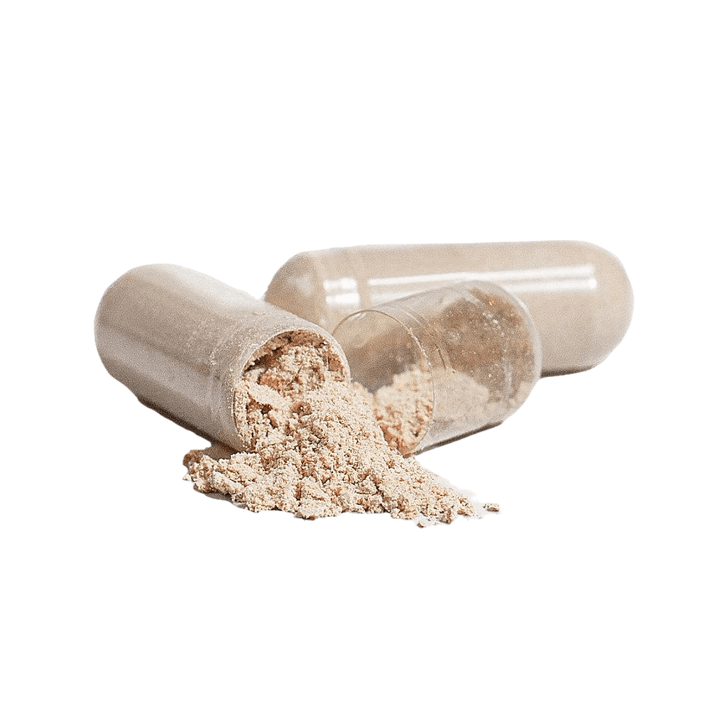 Reishi Recharge